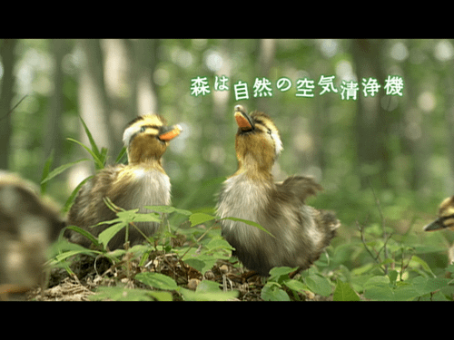 三井物産の森　カルガモ