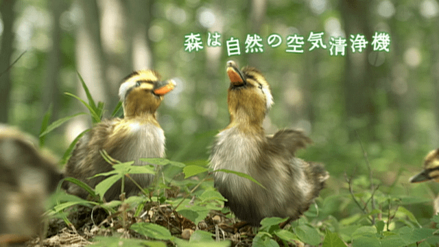 三井物産の森　カルガモ