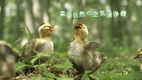 三井物産の森 カルガモ